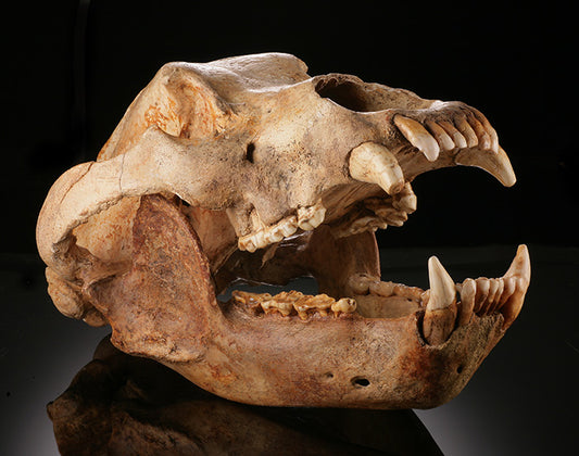 Cave Bear Skull