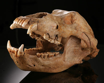 Cave Bear Skull