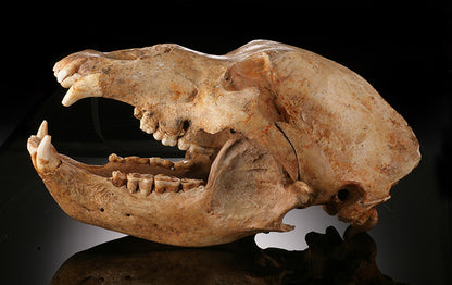 Cave Bear Skull