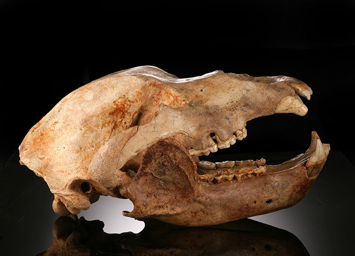Cave Bear Skull