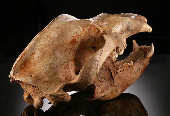 Cave Bear Skull