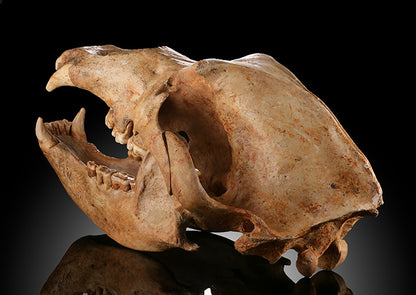 Cave Bear Skull