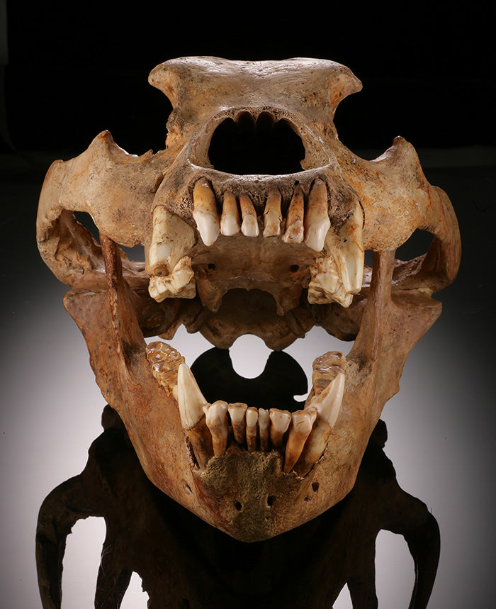 Cave Bear Skull