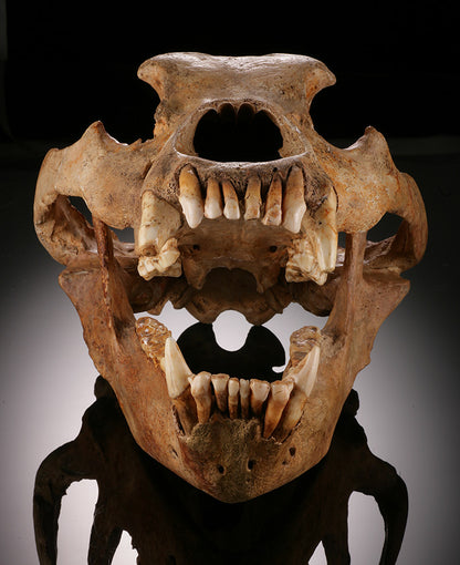 Cave Bear Skull