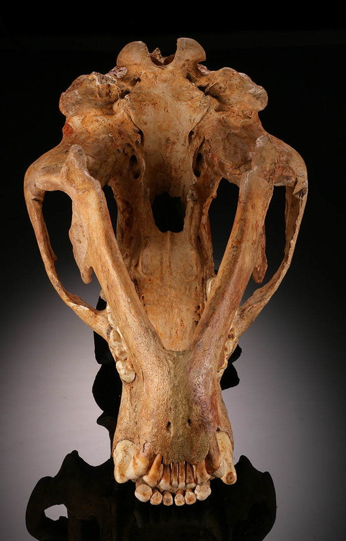 Cave Bear Skull