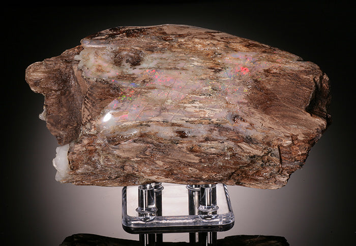 Opalized Wood - Virgin Valley, NV