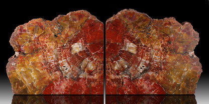 LARGE Petrified Wood Bookends - Arizona