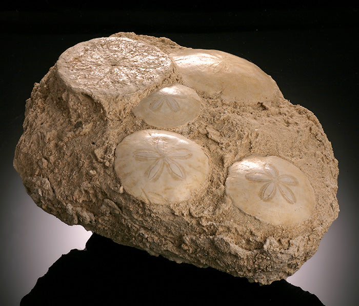 Scutella Fossil