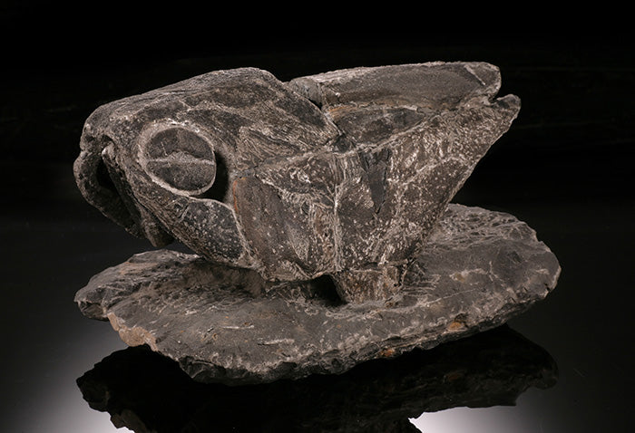 6-1/2" Placoderm (Armored Fish)