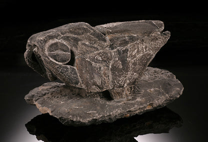 6-1/2" Placoderm (Armored Fish)