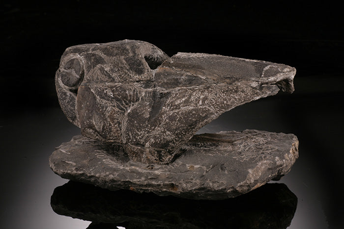 6-1/2" Placoderm (Armored Fish)