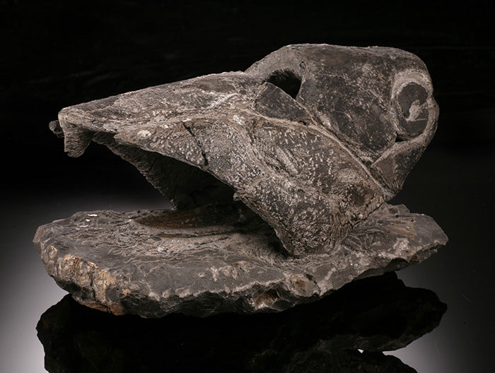 6-1/2" Placoderm (Armored Fish)