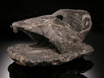 6-1/2" Placoderm (Armored Fish)