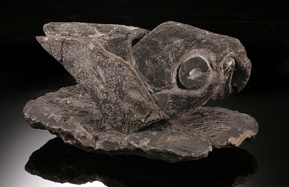 6-1/2" Placoderm (Armored Fish)