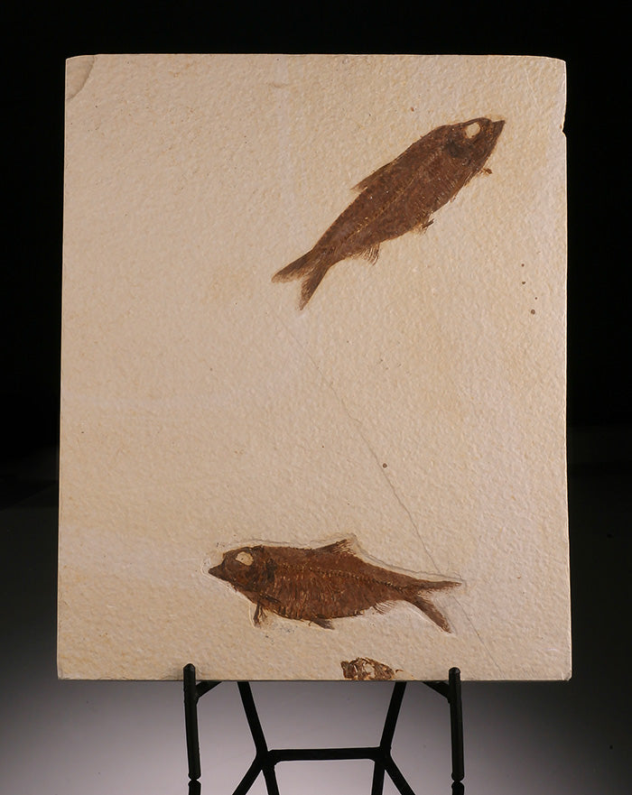 Double Fossil Fish Plate (with stand)