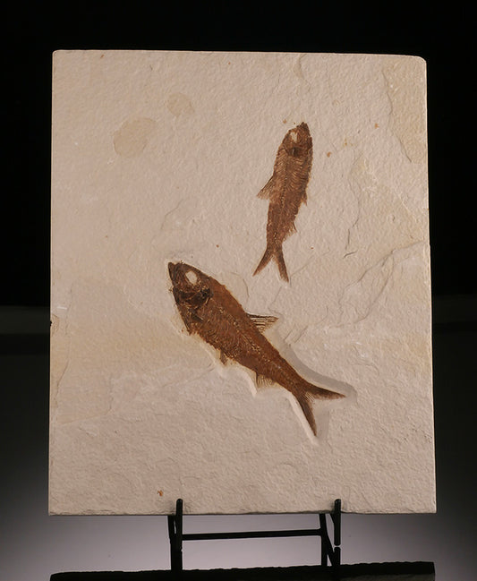 Double Knighta Fossil Fish (with stand)