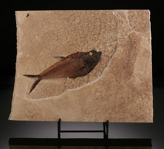 10" Diplomystus Fossil Fish (with stand)