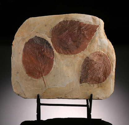 Triple Leaf Fossil Plate (with stand)