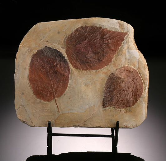Triple Leaf Fossil Plate (with stand)