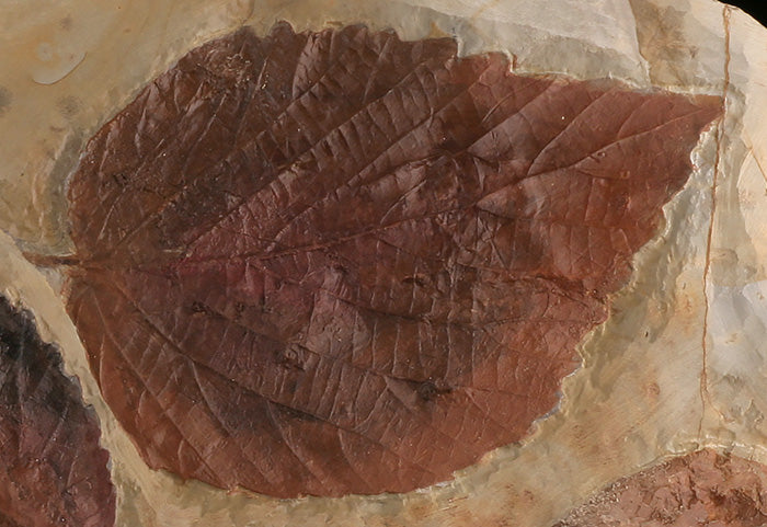 Triple Leaf Fossil Plate (with stand)