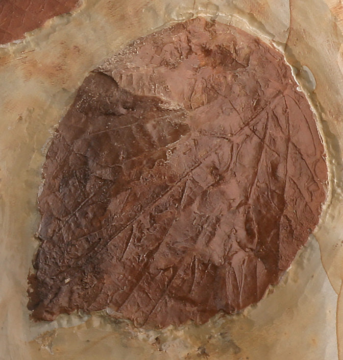 Triple Leaf Fossil Plate (with stand)
