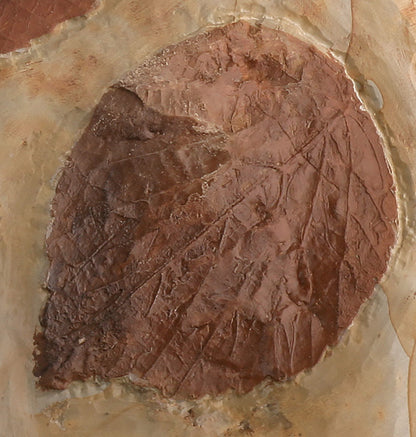 Triple Leaf Fossil Plate (with stand)