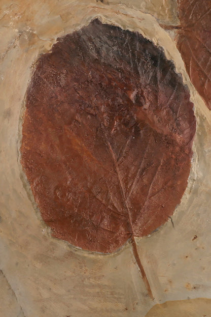 Triple Leaf Fossil Plate (with stand)