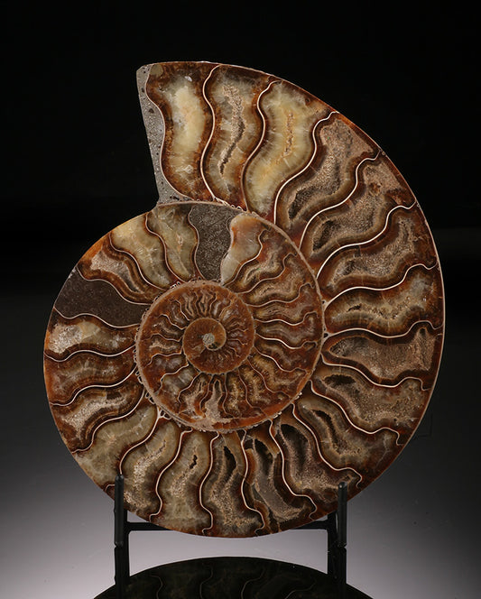 Ammonite- Madagascar (with stand)