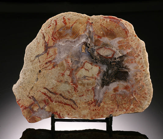 6" Coprolite Slab (with stand)
