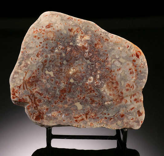 Coprolite (Fossil Dino Dung) with Stand