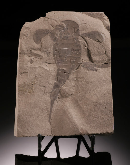 Sea Scorpion - Eurypterus remipes (4")