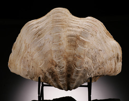 Tridacna gigas - Giant Clam Shell (w/ stand)