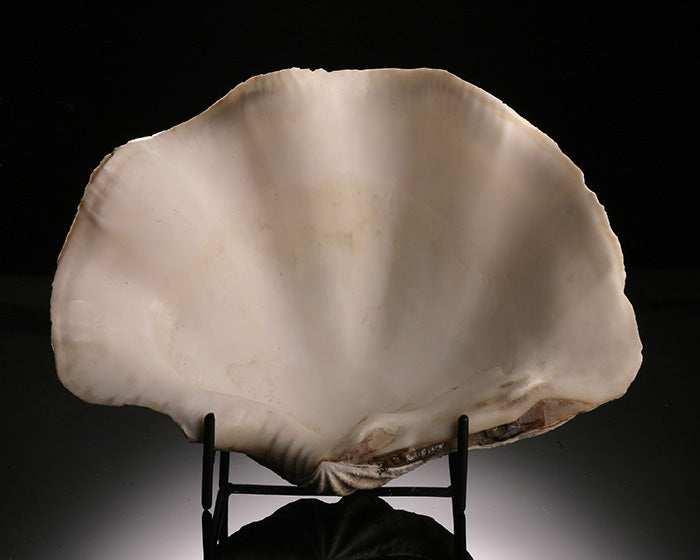 Tridacna gigas - Giant Clam Shell (w/ stand)