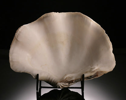 Tridacna gigas - Giant Clam Shell (w/ stand)