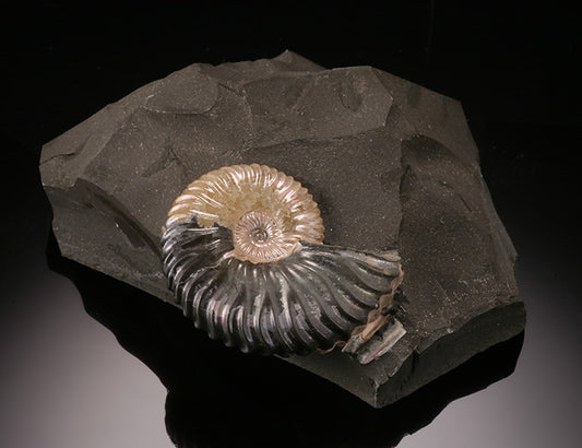Deshayesites deshayesi Ammonite - Russia