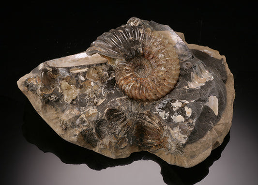 3" Deshayesites deshayesi Ammonite - Russia