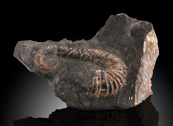 Acrioceras sp. - Heteromorph Ammonite