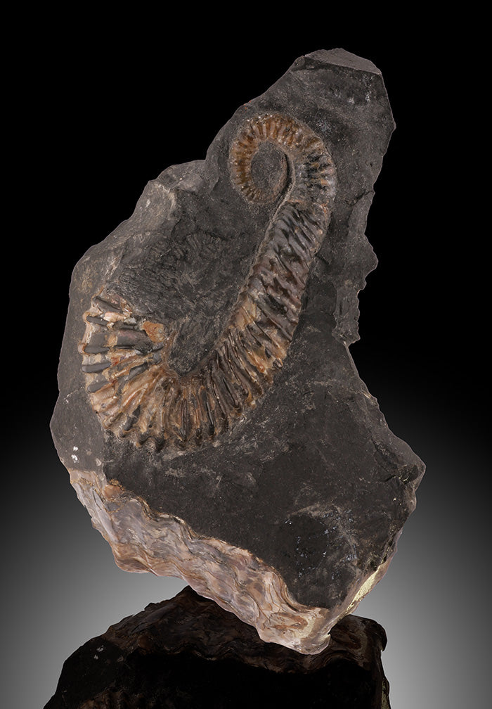 Acrioceras sp. - Heteromorph Ammonite