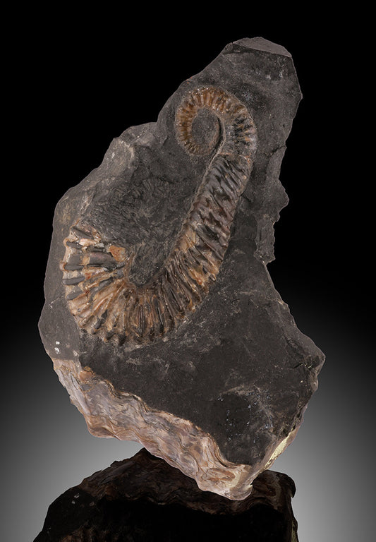 Acrioceras sp. - Heteromorph Ammonite