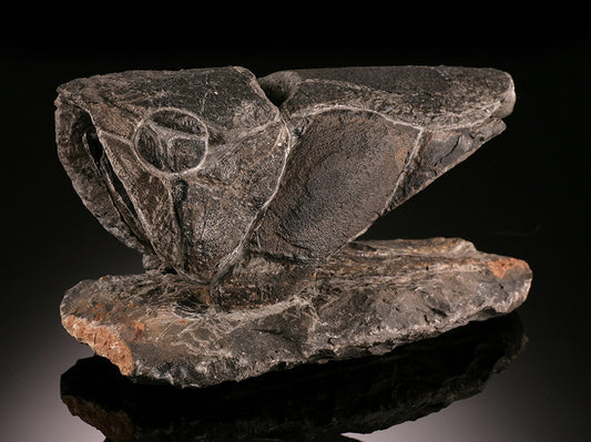 Armored Fish Fossil (Placoderm)