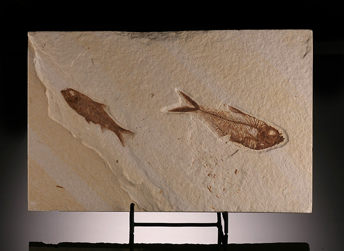 Double Fossil Fish Plate - Green River Formation (w/ stand)