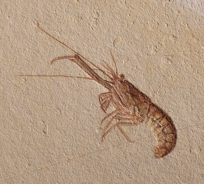 Fossil Lobster - Solnhofen, Germany (w/ stand)