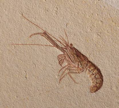 Fossil Lobster - Solnhofen, Germany (w/ stand)