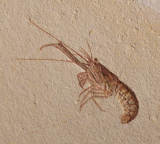 Fossil Lobster - Solnhofen, Germany