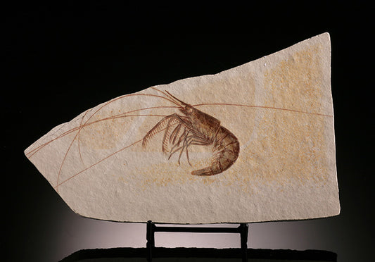 Fossil Shrimp - Jurassic