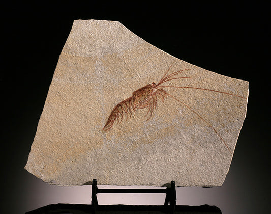 Fossil Prawn (Acanthochirana)