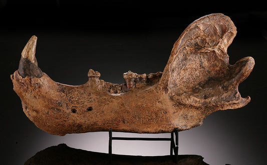 Cave Bear Jaw - Austria