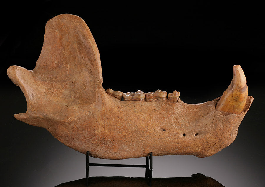 Cave Bear Mandible - Romania (w/ stand)