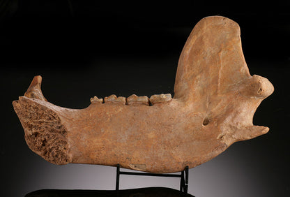 Cave Bear Mandible - Romania (w/ stand)