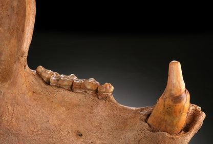 Cave Bear Mandible - Romania (w/ stand)
